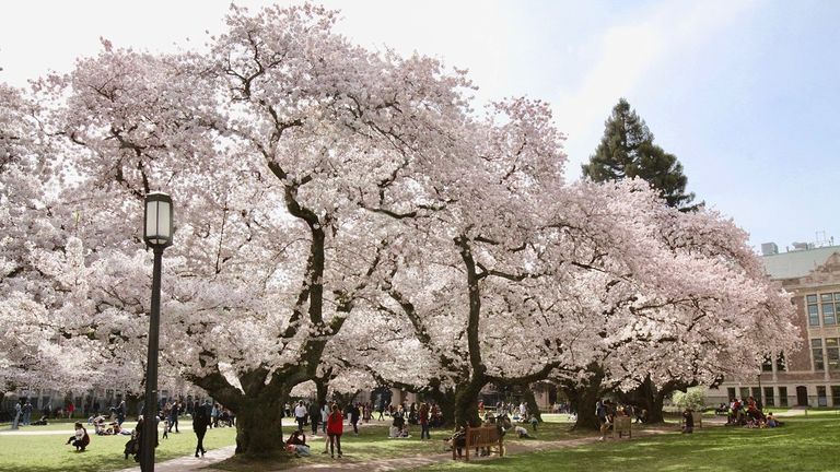 Seattle In The Spring 10 Places to See Cherry Blossoms Around Greater Seattle