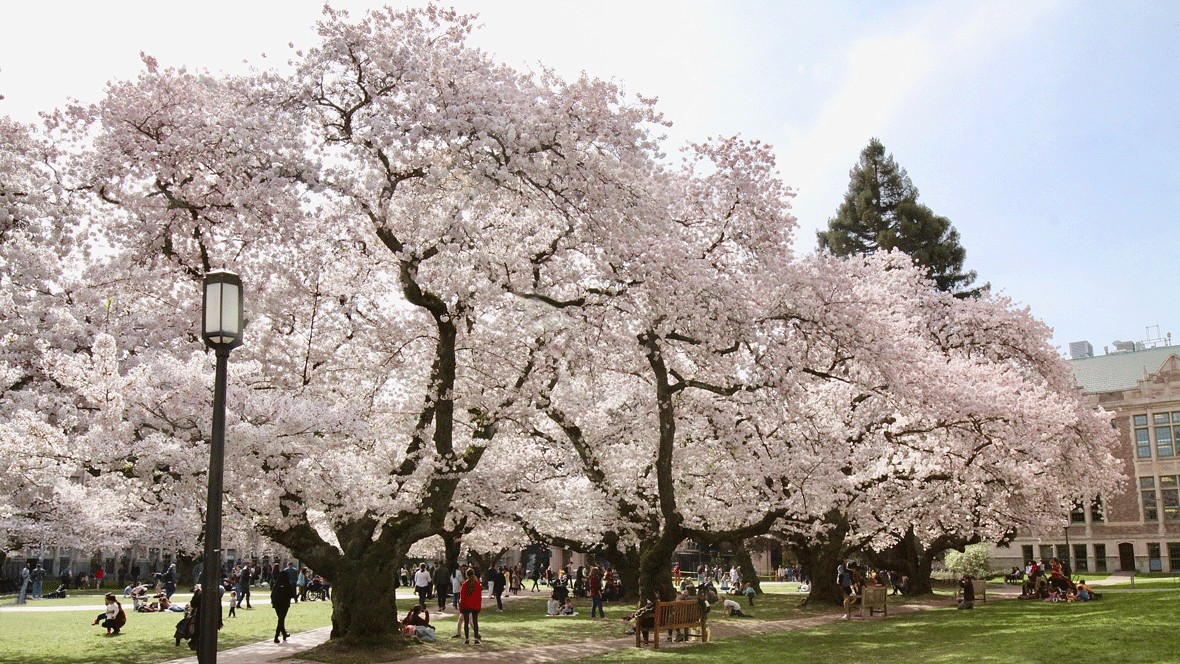 cherry blossom trees at UW in Seattle