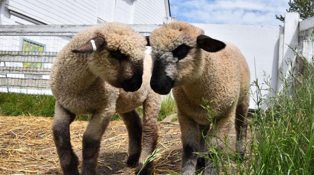 Sheep Shearing at Kelsey Creek Farm