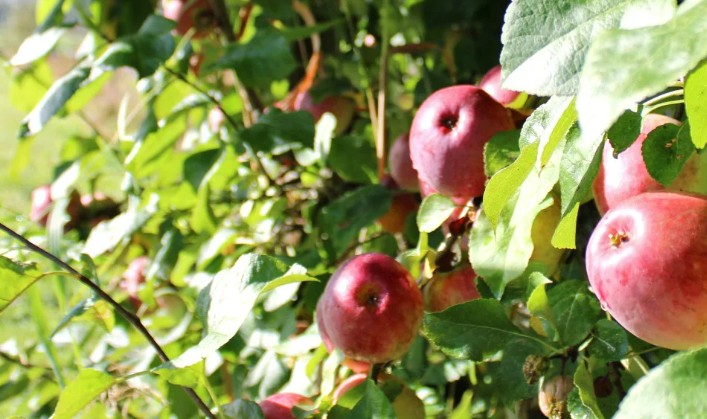 September Harvest Weekend at Jubilee Farm