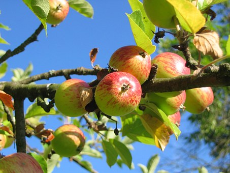 Piper’s Orchard Festival of Fruit