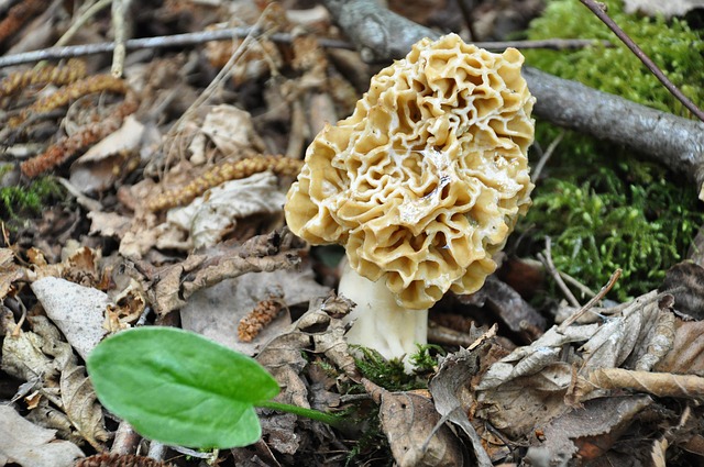 Wild Mushroom Show