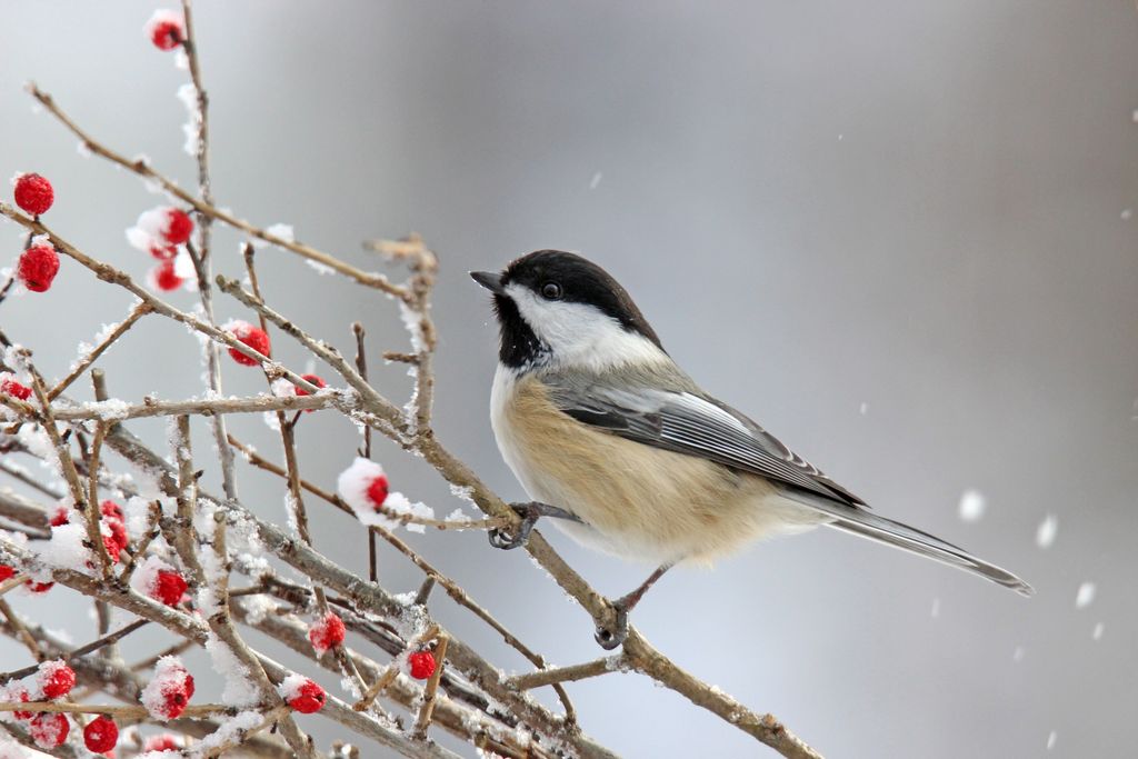 Winter Wings