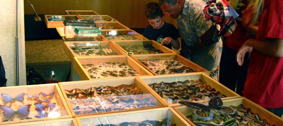 Insect Safari