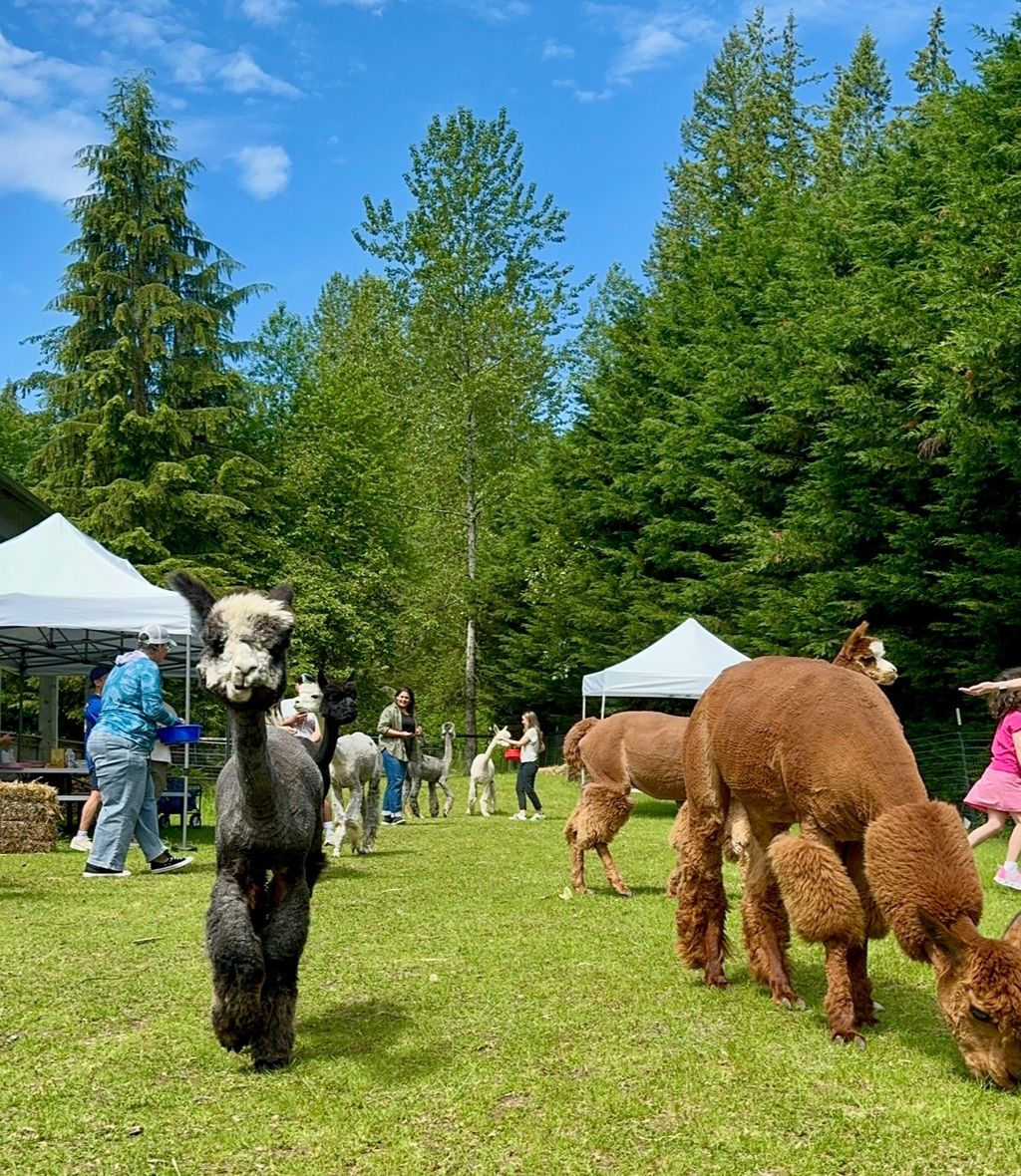 Mother’s Day Weekend: Picnic With Alpacas