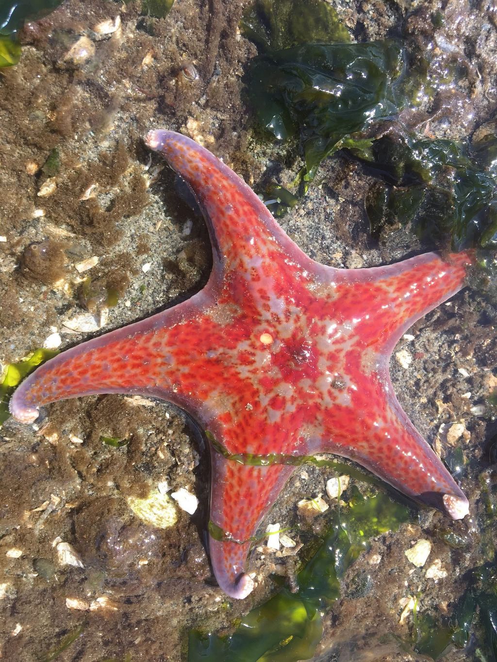 Low Tide Tour at Owen Beach