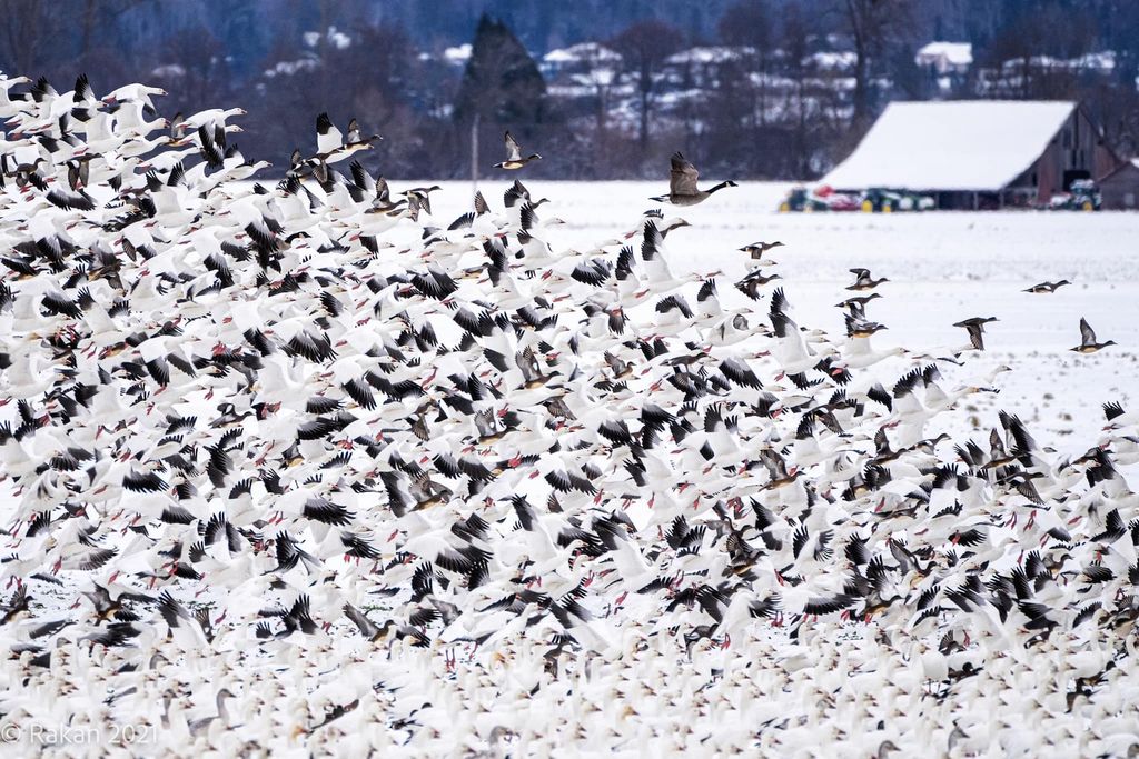 2026 La Conner Birding Festival