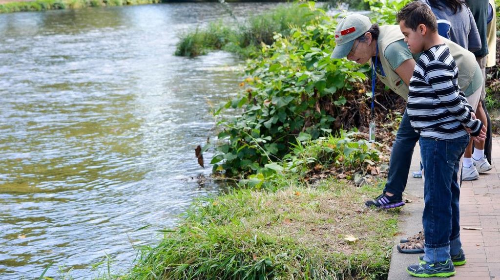 Cedar River Salmon Journey- Multiple Locations