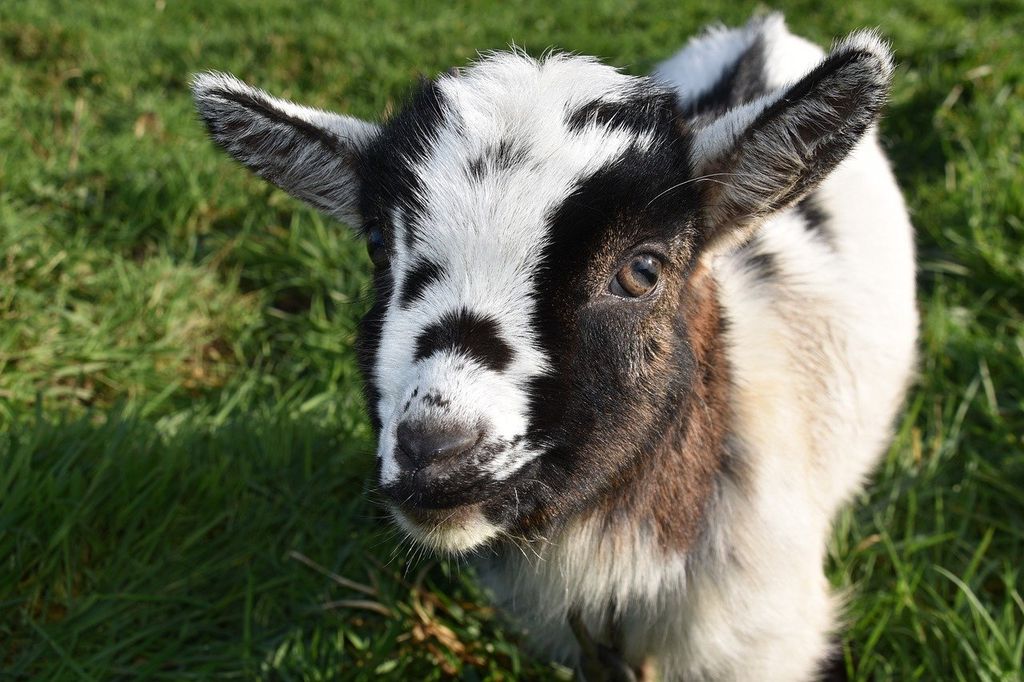 Baby Animals and Blooms Days