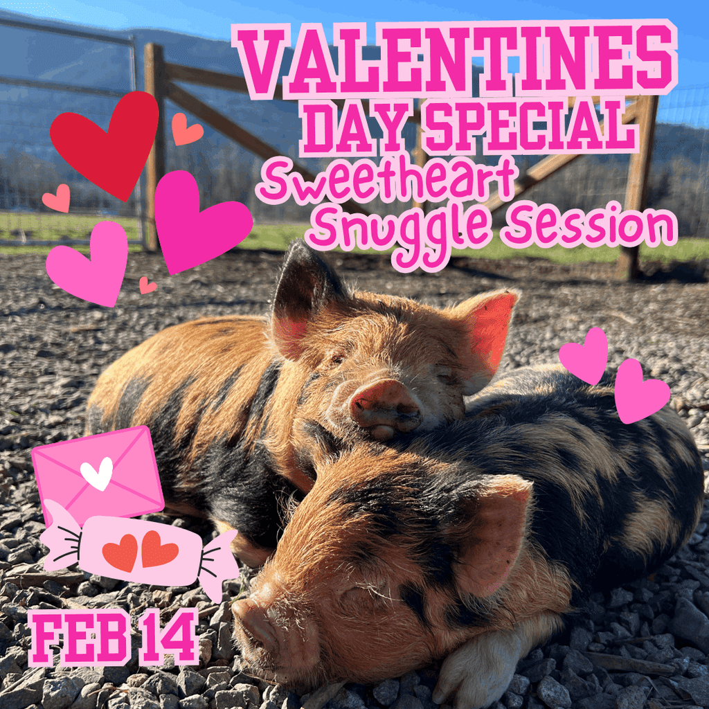 Sweethearts Snuggle Session at Plucky Palomino Petting Zoo