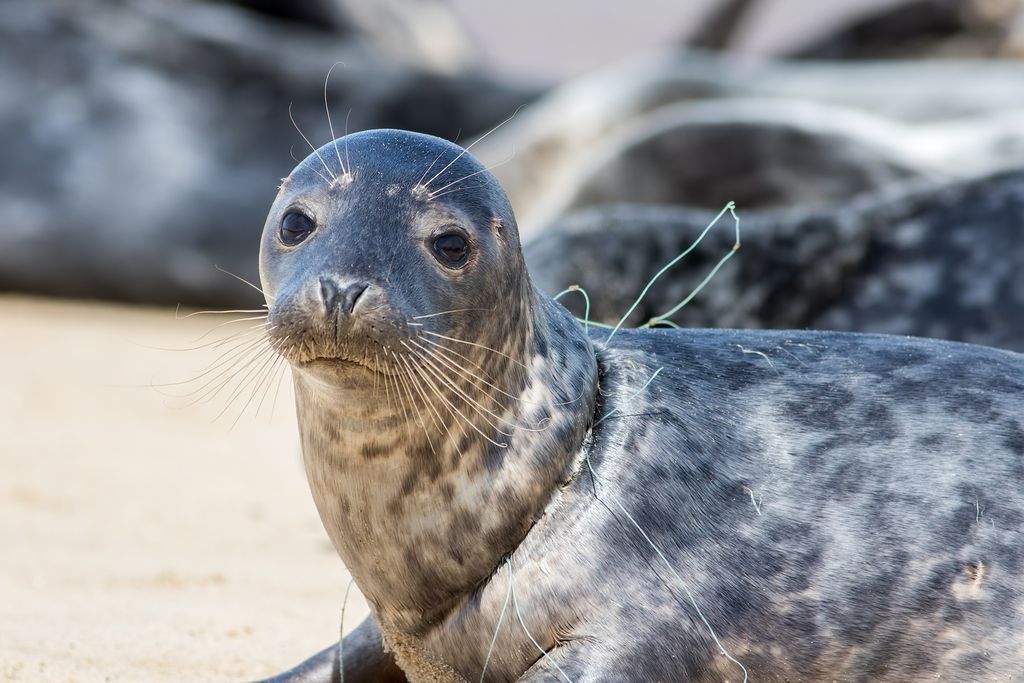 Marine Mammal Rescue