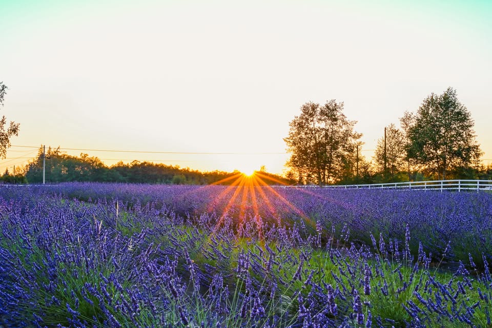Bloom Fest Lavender Festival