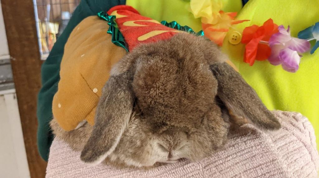 Trick or Treat with the Farm Animals