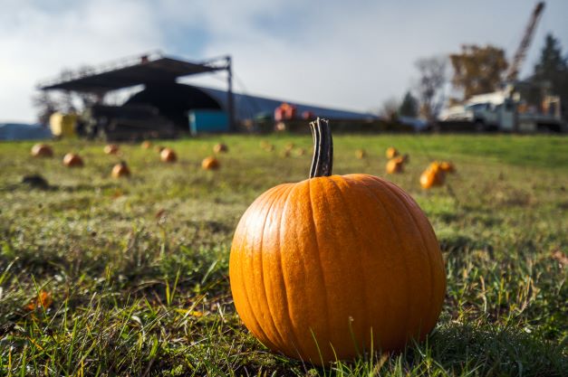 Pumpkin Train