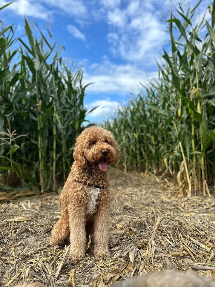 Pup-kin Patch at the Pumpkin Farm and Puzzle Patch