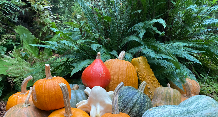 Squash Hunt