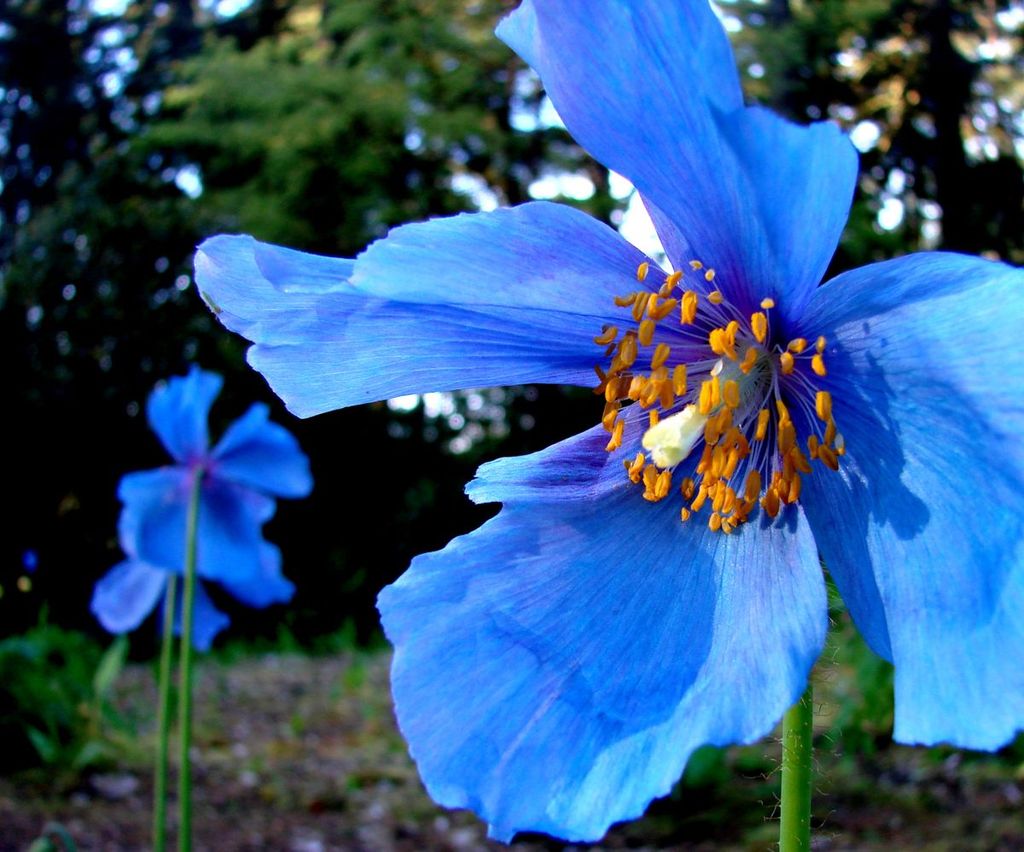 Blue Poppy Day