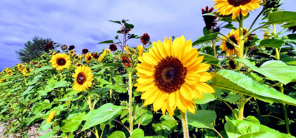 Lora Lee’s A-Maze-Zing Sunflower Maze