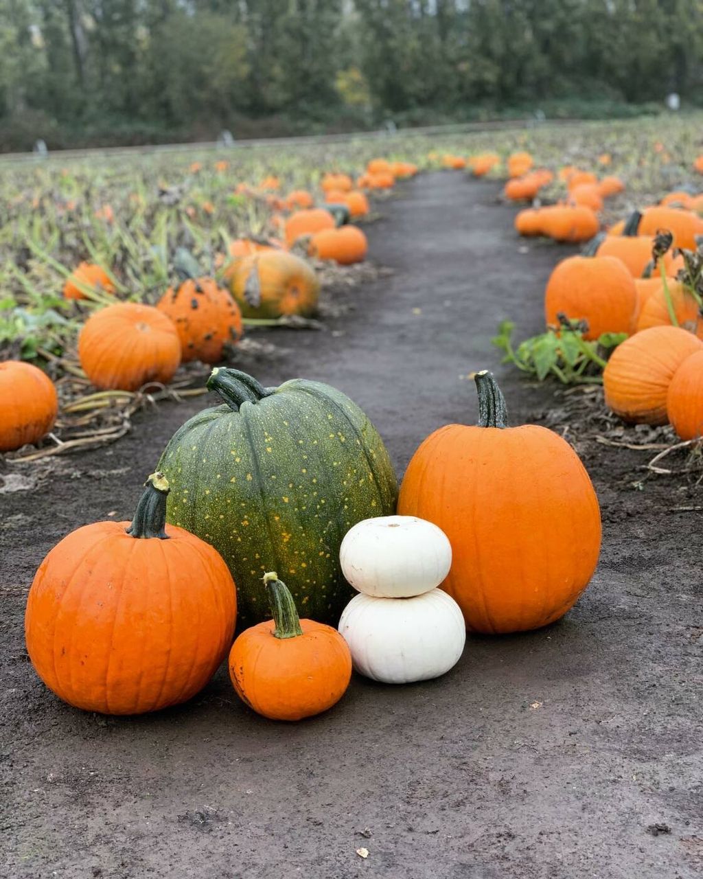 Pumpkin Farm and Puzzle Patch