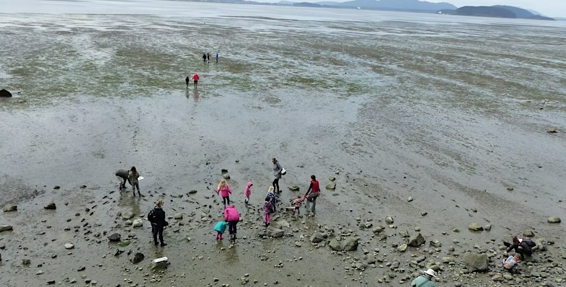Junior Ecologists: Mudflat Safari