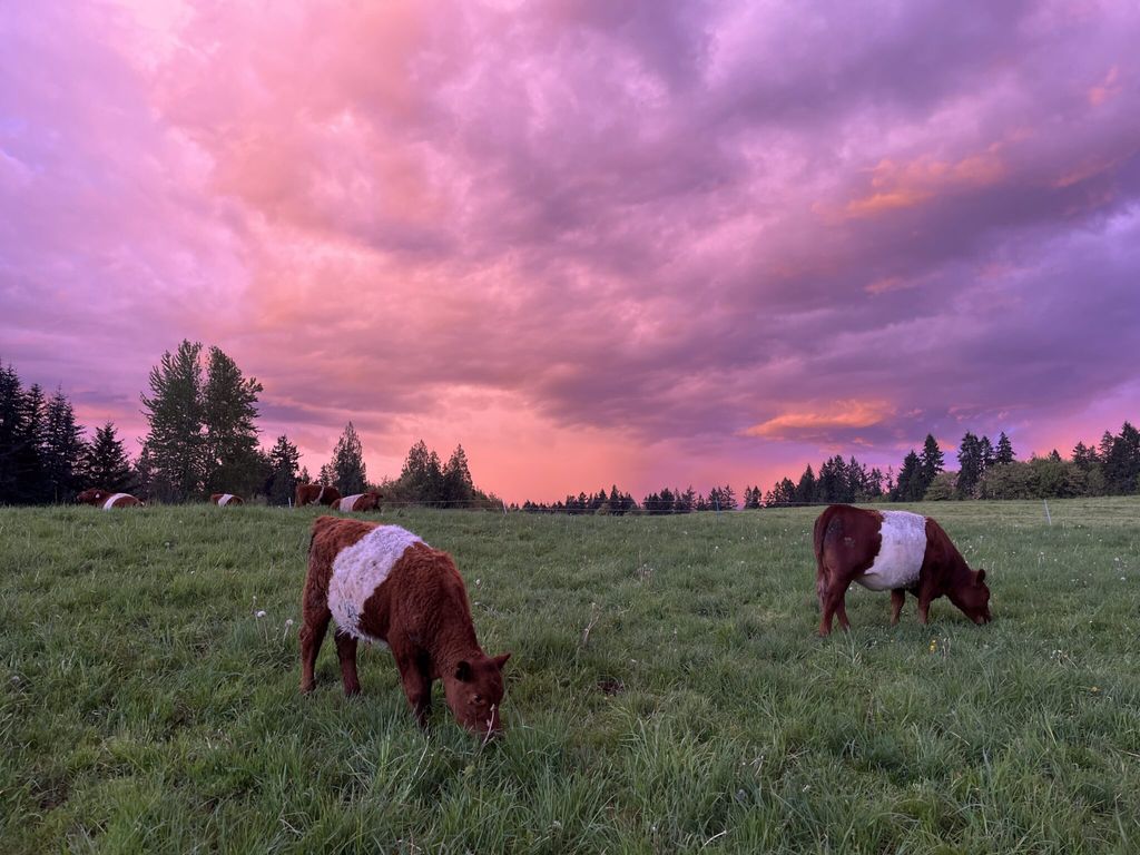 Carnation Farms Meat & Greet: a Hands-on Visit with Sheep and Cattle