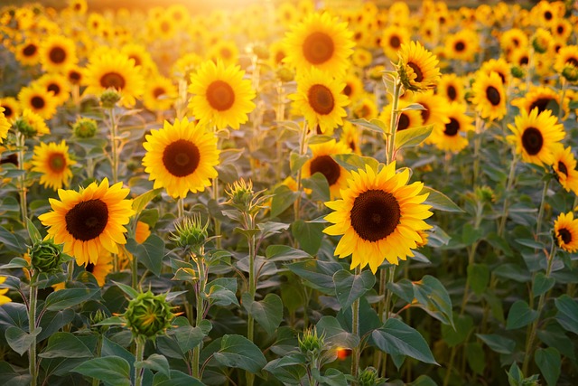 Sunflower Days at Craven Farm