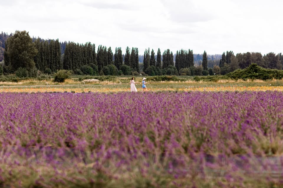 Lavender Harvest Festival Opening Day
