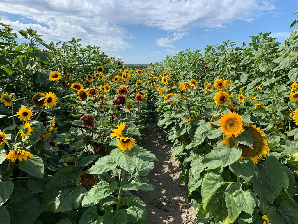 Sunflowers in Snohomish