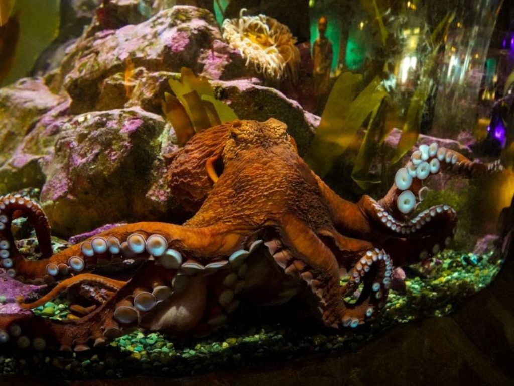 Octopus Weekends at the Aquarium