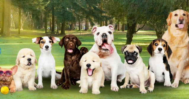 Dog Days of Spanaway