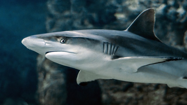 Shark in the Park