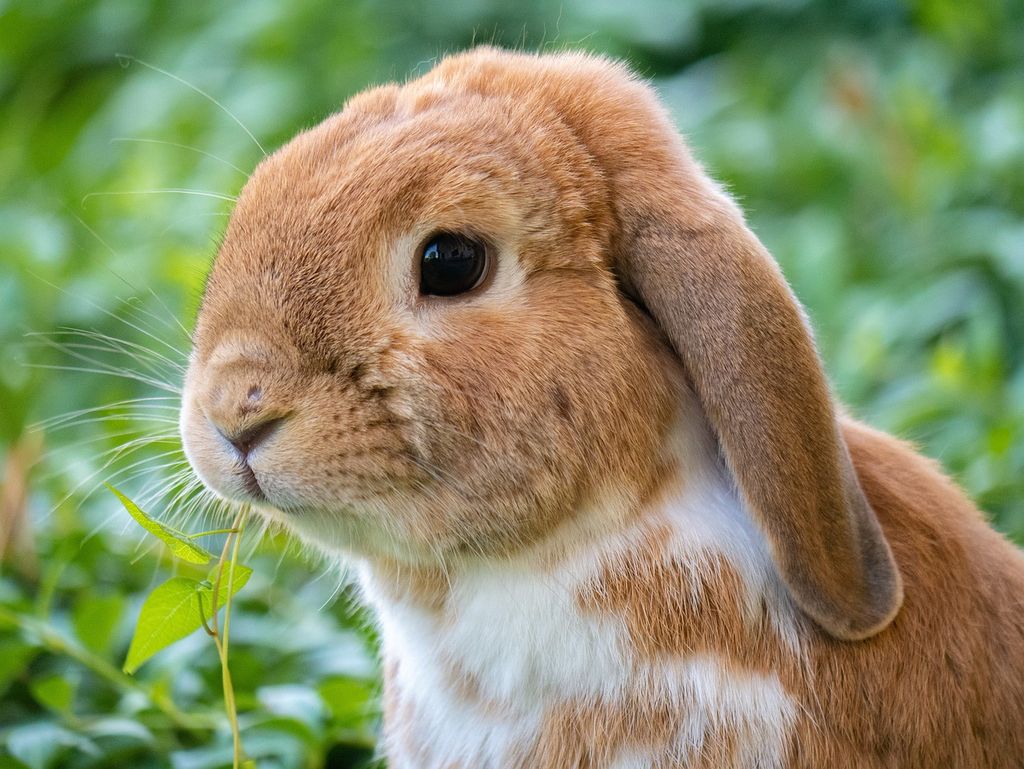 Tulip Festival Petting Farm with Beaks, Noses & Bills 4-H Club