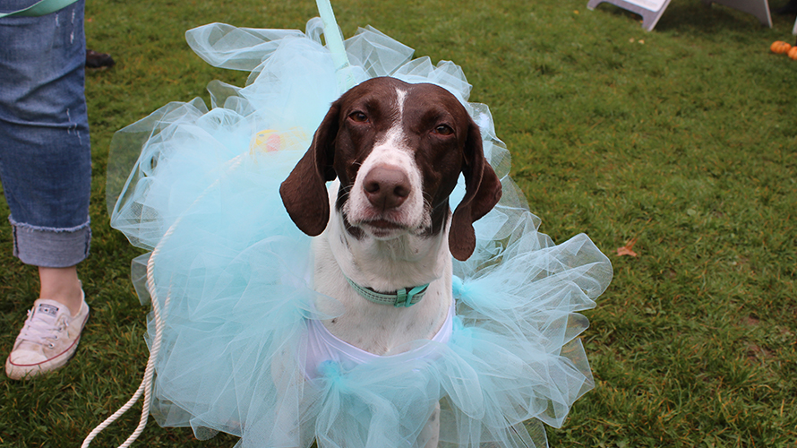 Halloween Pet Parade in Volunteer Park