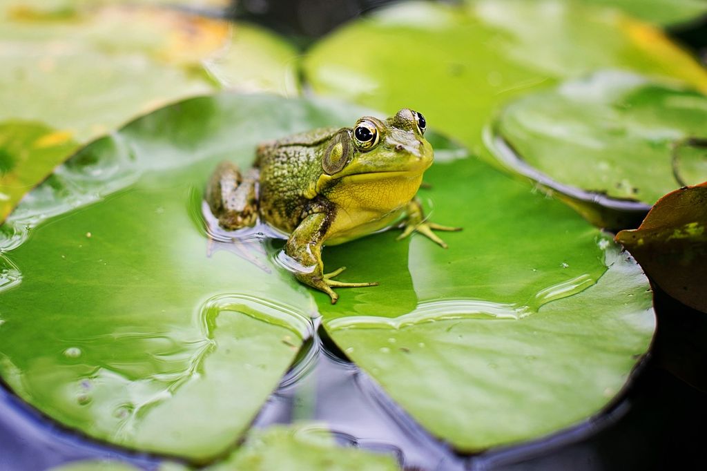 Fabulous Frogs