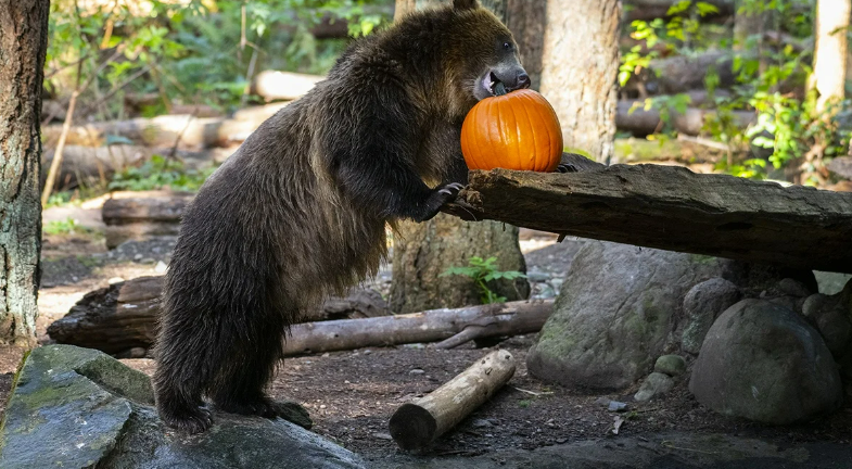 Pumpkin Chomp ‘n’ Stomp