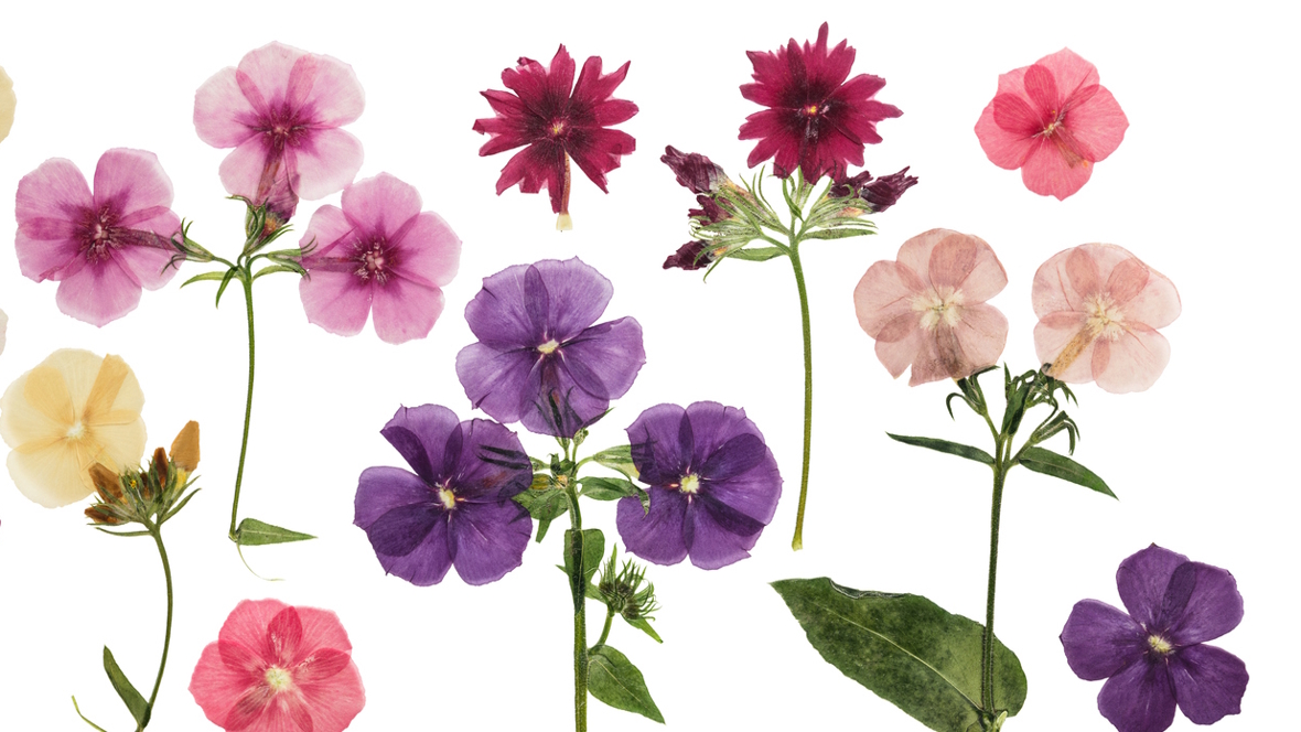 pressed flowers