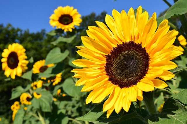 Snoqualmie Valley Sunflower Festival