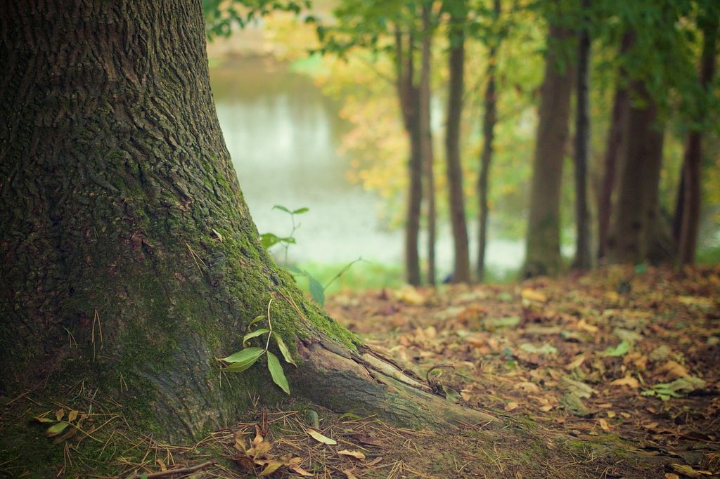 Seattle Forest Week