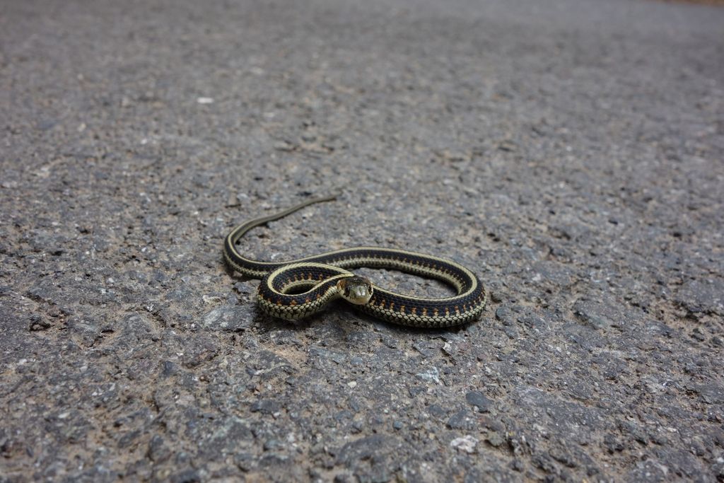 Radical Resident Reptiles