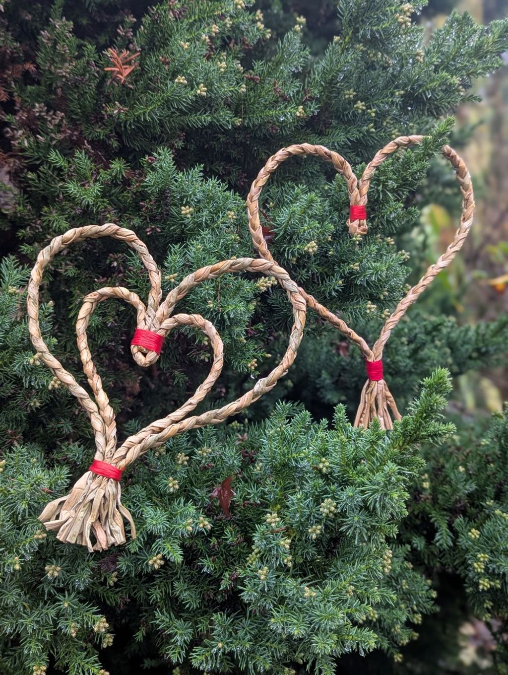Fall in Love with Bulrush