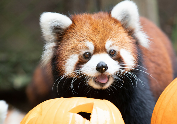 Pumpkin Bash at Woodland Park Zoo
