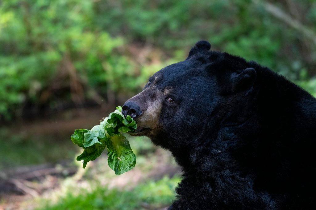 Feeding Frenzy at Northwest Trek
