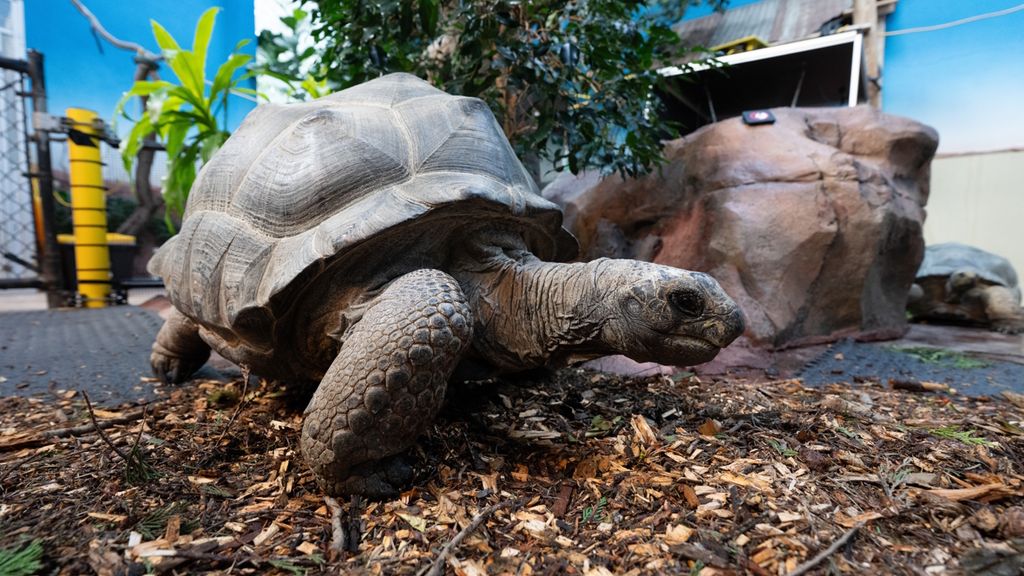 Woodland Park Zoo Announces New Wild Encounters Opening Later This Year