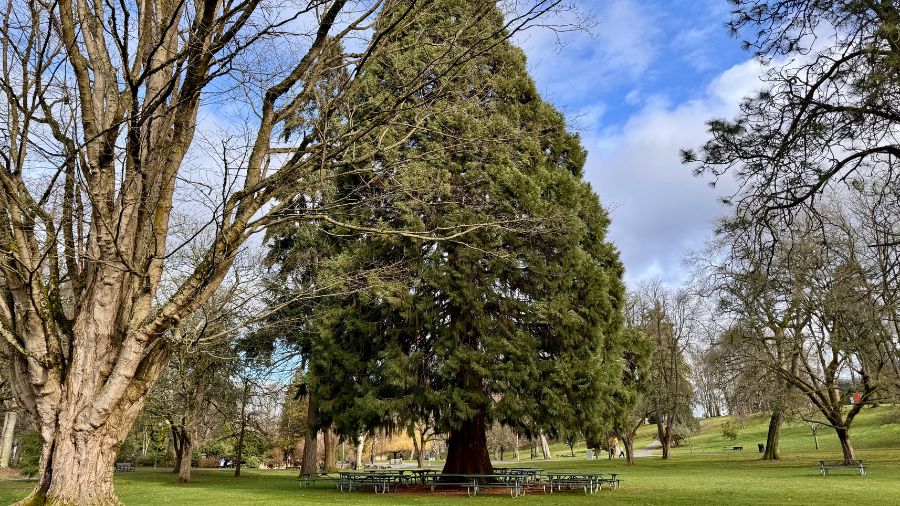 trees at the park