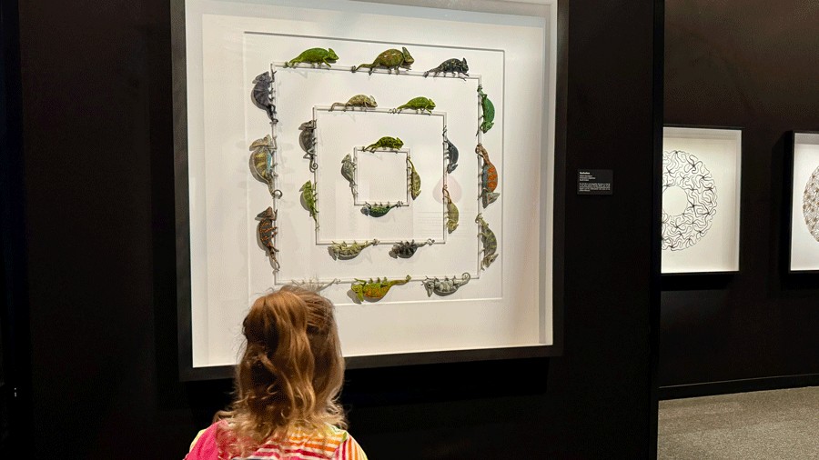 chameleons exhibit