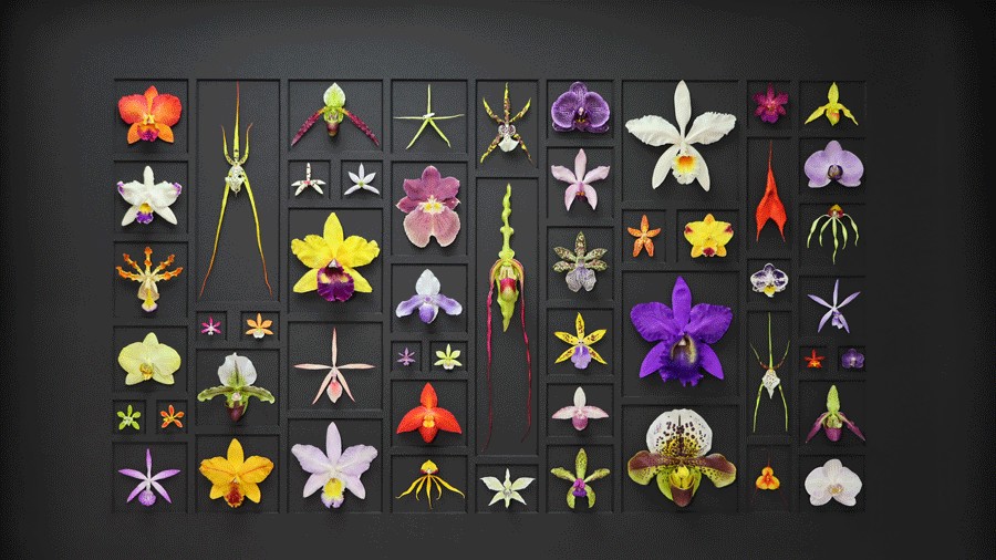 orchids on display
