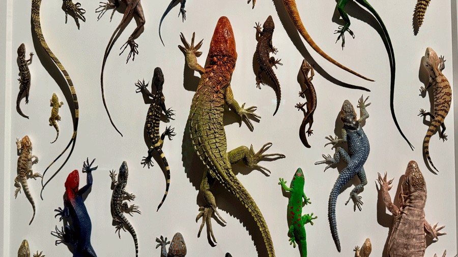 lizards crawling exhibit
