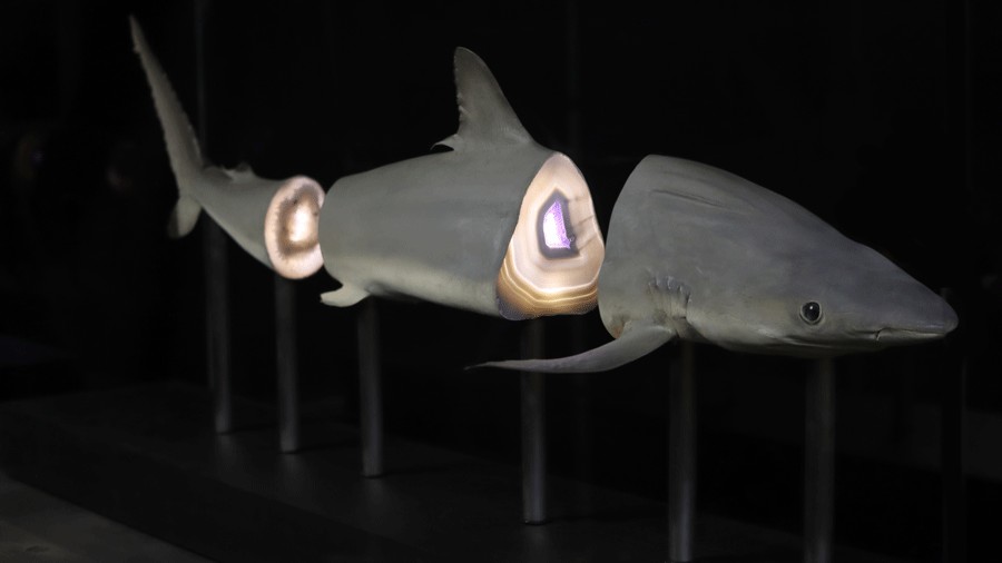 the preserved blacktip shark cut into sections with backlit agate