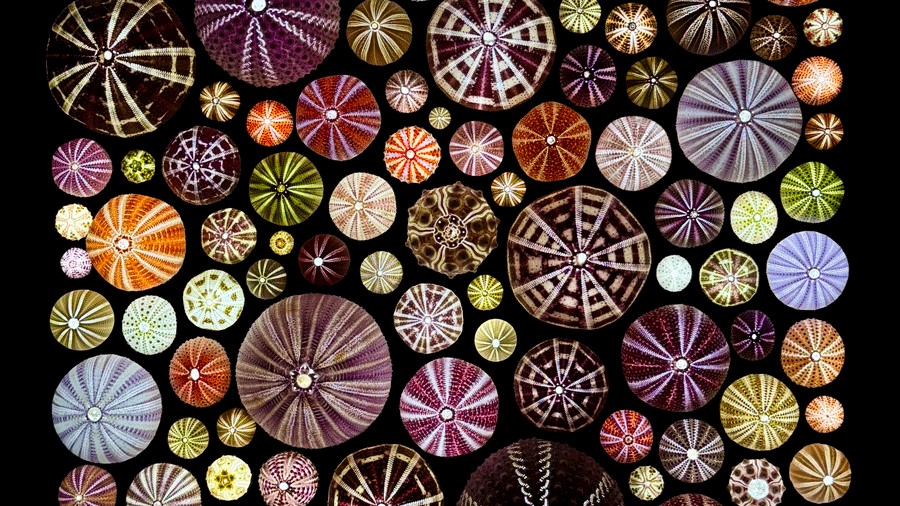 backlit urchin display