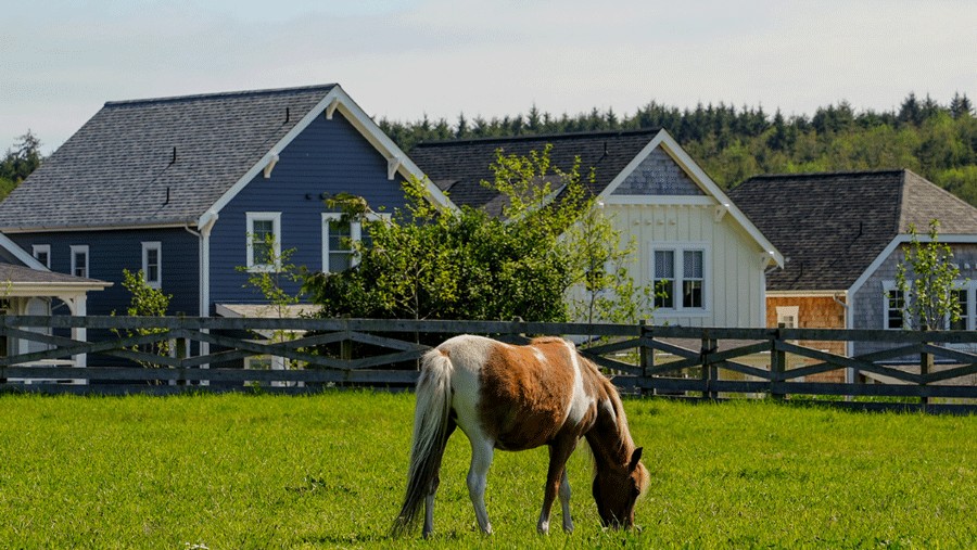 a horse grazing in an idyllic pasture in Seabrook's Farm District